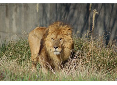 西海国立公園九十九島動植物園 森きらら ミュージアム情報 長崎県 歴史 文化ポータルサイト ながさき歴史 文化ネット